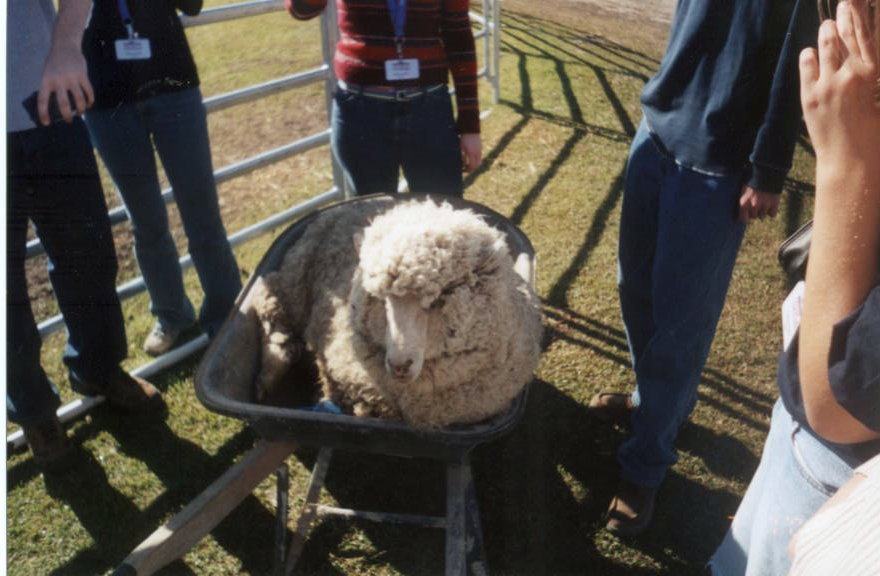 Sheep